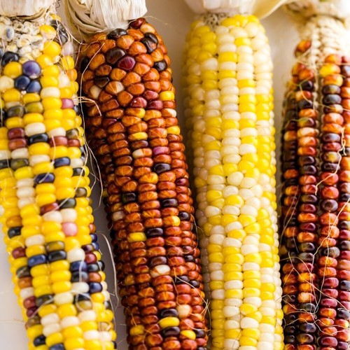 Sweetcorn popcorn fiesta - fiesta, 40