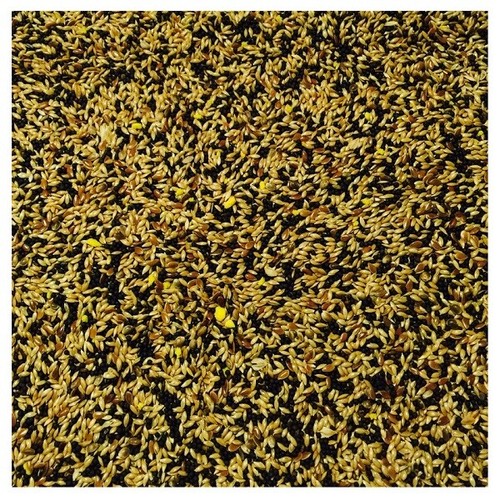Bucktons mixed canary - no.1,