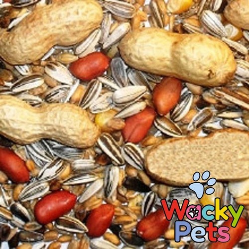 Squirrel food feed - feed, johnston