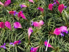 TILLANDSIA CYANEA - Quality Large Plants - Gorgeous Blue and pink!