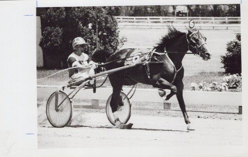 Flawless gem goshen - goshen, harness