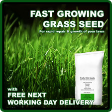 Fast Growing Rapid Lawn Grass