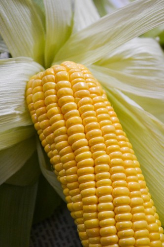 Sweet corn plug plants grow - sweet,