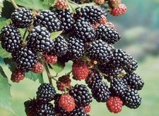 2  x Blackberry 9cm Pot -