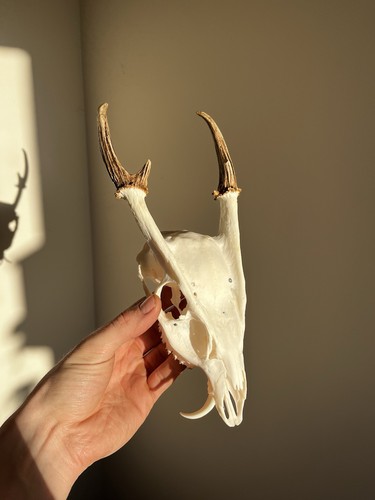 Muntjac buck deer skull - muntjac, and