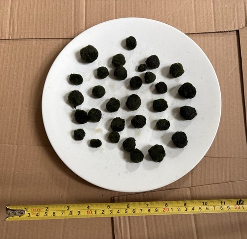 Marimo moss balls sent - balls, 25+,