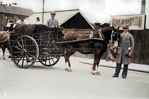 Col0141 hooley horse - -,