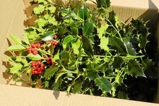 20 FRESH CUT HOLLY SPRIGS