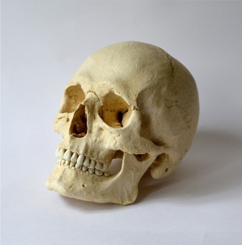 Male human skull - male, replica