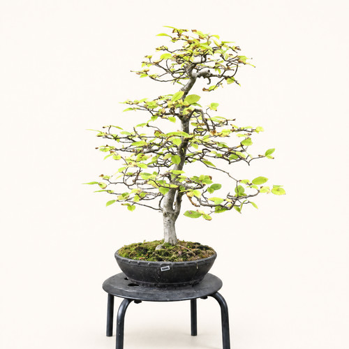 Beech bonsai tree - (fagus), |