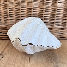 Vintage Large Clam Shell