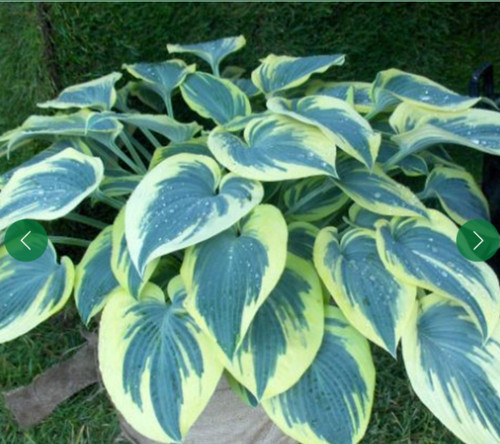 Hosta plantain lily blue ivory - lily,