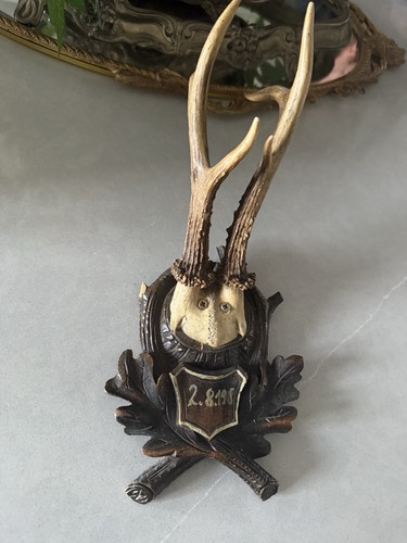 Vintage roe deer antler trophy - deer,