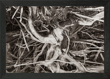 Driftwood Tree Framed Wall Art