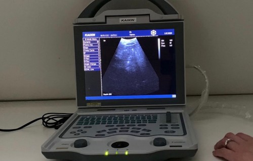 Veterinary grade ultrasound - veterinary,