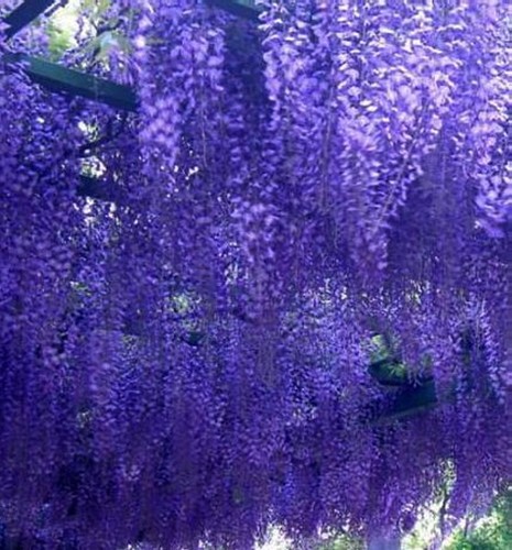 6ft wisteria - 6ft, (inc.