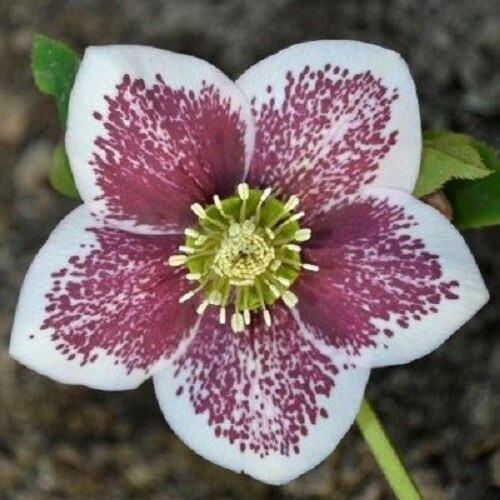 Helleborus hellebore - helleborus,