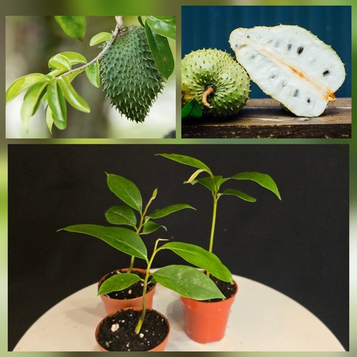 Soursop tree graviola - tree., (