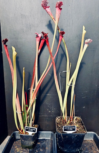 Sarracenia l57 burgundy - burgundy, x
