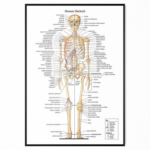 Skeleton poster skeletal - skeleton,