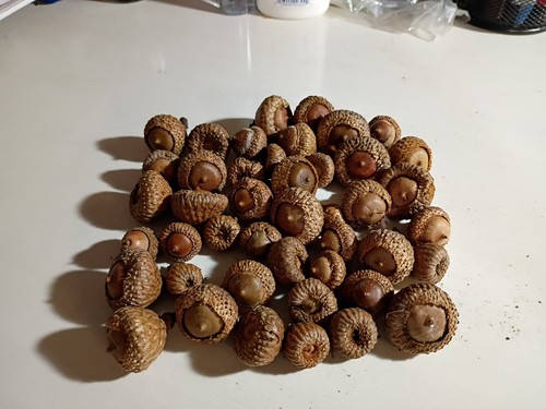 Burr oak acorns - 40,