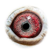 Racing Pigeons a full racing