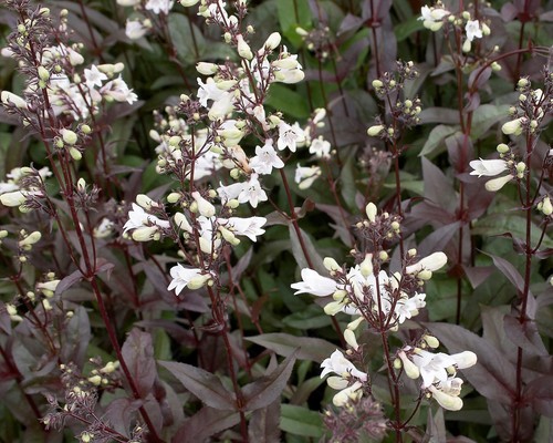 Penstemon digitalis husker - husker, red