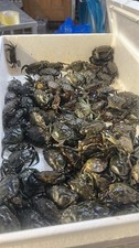 20 Frozen Devon Peeler Crab