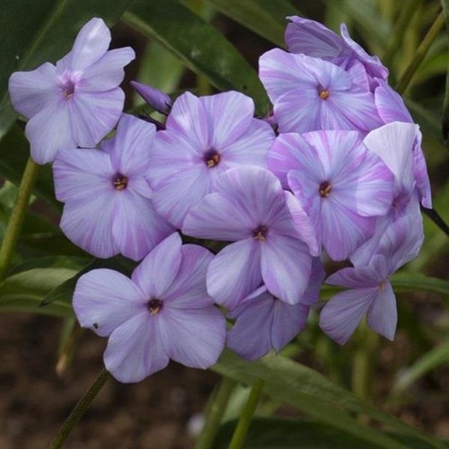 Phlox paniculata fashionably - phlox,