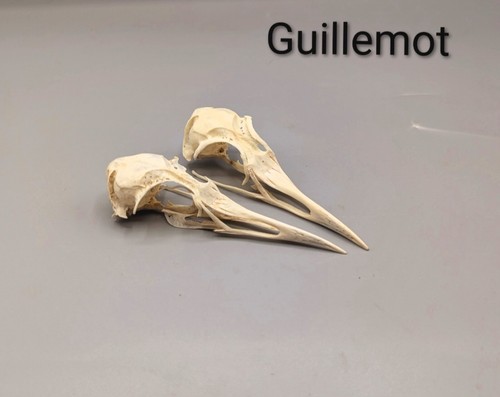 Skulls bones animal skull - skulls,, bones,