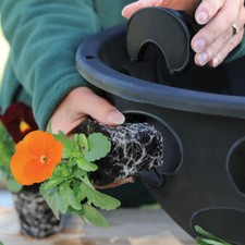 T&M BloomAround Hanging