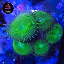 Ultra Bright Green Implosions 5 Head Zoa Frag WYSIWYG