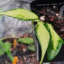 Hoya Polyneura inner variegated  Rooted  Potterd plant 