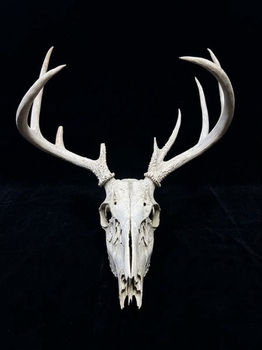 Real whitetail deer - real,