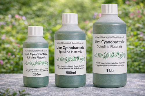 500ml live spirulina culture - -,