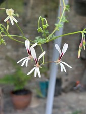 Pelargonium trifidum, 5 Seeds, Easy Species, 2025 Harvest
