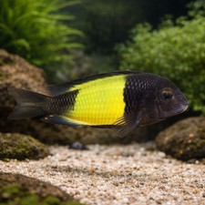 Tropheus Moorii Yellow Banded