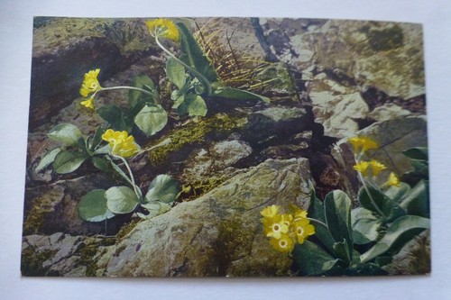 I160 primula auricula yellow - i160,
