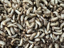 Livefood UK Live Calci Worms