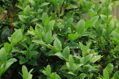 New buxus box hedge bush - box,