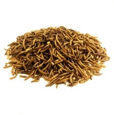 DRIED MEALWORMS 12.5kg PREMIUM WILD BIRD FOOD MALTBYS STORES 1904 LTD FREE POST