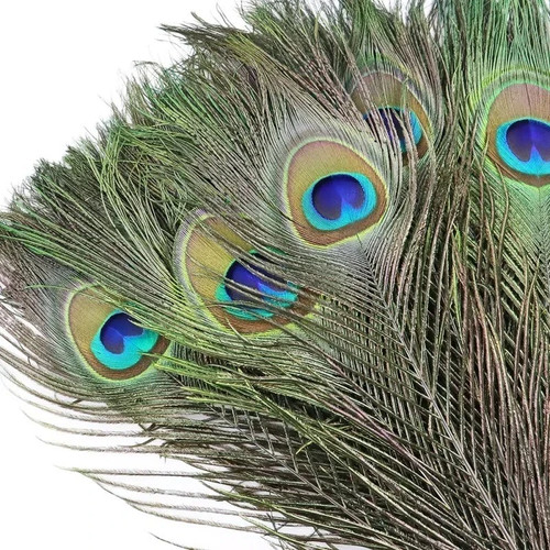 10pcs real peacock feather - real,