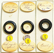 3 x   ANTIQUE  DARLASTON  MICROSCOPE SLIDES  of  AQUATIC  LIFE
