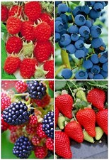 100 x BERRY SEEDS PACK -