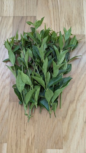 Stick insect food - ., approx.