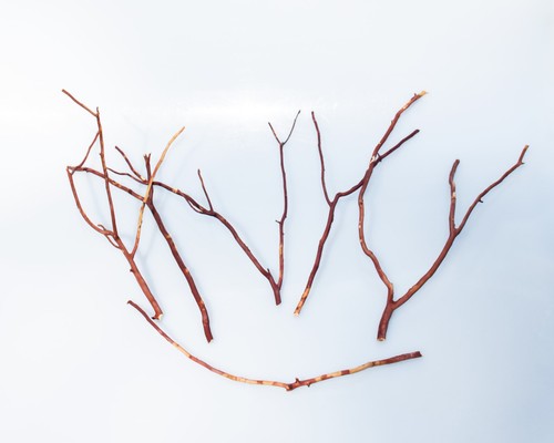 Manzanita wood branch for - wood,