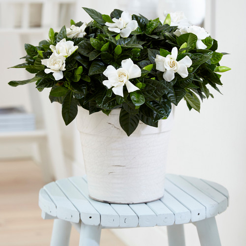 Fragrant indoor gift - indoor,
