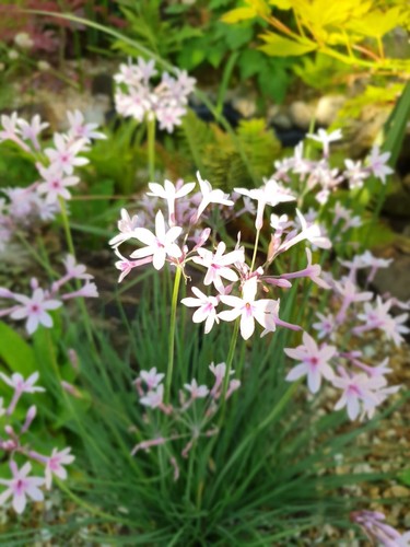 Tulbaghia purple eye - ‘purple, eye’