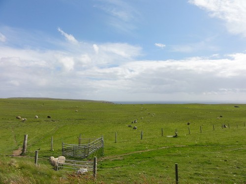 Photo 12x8 sheep gates - photo,