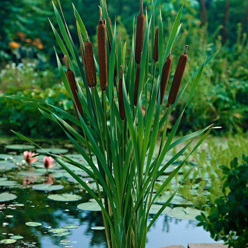 Typha angustifolia bullrush - typha,
